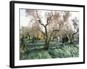 Vibrating the Olives from the Trees in the Olive Groves of Marina Colonna, Molise, Italy-Michael Newton-Framed Photographic Print