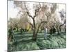 Vibrating the Olives from the Trees in the Olive Groves of Marina Colonna, Molise, Italy-Michael Newton-Mounted Photographic Print