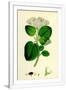 Gramercy White
