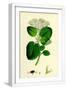 White Frame