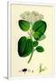 Gramercy White