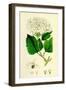 Viburnum Opulus Common Guelder-Rose-null-Framed Giclee Print