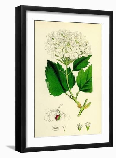 Viburnum Opulus Common Guelder-Rose-null-Framed Giclee Print