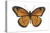 Viceroy Butterfly (Basilarchia Archippus), Insects-Encyclopaedia Britannica-Stretched Canvas