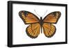 Viceroy Butterfly (Basilarchia Archippus), Insects-Encyclopaedia Britannica-Framed Poster