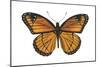 Viceroy Butterfly (Basilarchia Archippus), Insects-Encyclopaedia Britannica-Mounted Poster