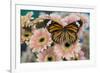 Viceroy butterfly, Limenitis Archippus on pink Gerber Daisies-Darrell Gulin-Framed Photographic Print