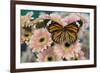 Viceroy butterfly, Limenitis Archippus on pink Gerber Daisies-Darrell Gulin-Framed Photographic Print