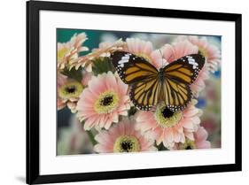 Viceroy butterfly, Limenitis Archippus on pink Gerber Daisies-Darrell Gulin-Framed Photographic Print