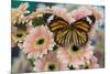 Viceroy butterfly, Limenitis Archippus on pink Gerber Daisies-Darrell Gulin-Mounted Photographic Print