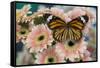 Viceroy butterfly, Limenitis Archippus on pink Gerber Daisies-Darrell Gulin-Framed Stretched Canvas