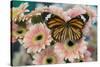 Viceroy butterfly, Limenitis Archippus on pink Gerber Daisies-Darrell Gulin-Stretched Canvas