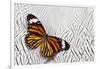 Viceroy Butterfly on Silver Pheasant Feather Pattern-Darrell Gulin-Framed Photographic Print