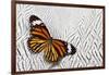 Viceroy Butterfly on Silver Pheasant Feather Pattern-Darrell Gulin-Framed Photographic Print