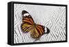 Viceroy Butterfly on Silver Pheasant Feather Pattern-Darrell Gulin-Framed Stretched Canvas