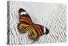 Viceroy Butterfly on Silver Pheasant Feather Pattern-Darrell Gulin-Stretched Canvas