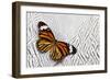 Viceroy Butterfly on Silver Pheasant Feather Pattern-Darrell Gulin-Framed Photographic Print