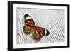 Viceroy Butterfly on Silver Pheasant Feather Pattern-Darrell Gulin-Framed Photographic Print