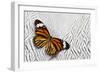 Viceroy Butterfly on Silver Pheasant Feather Pattern-Darrell Gulin-Framed Photographic Print