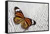 Viceroy Butterfly on Silver Pheasant Feather Pattern-Darrell Gulin-Framed Stretched Canvas