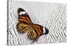 Viceroy Butterfly on Silver Pheasant Feather Pattern-Darrell Gulin-Stretched Canvas