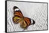 Viceroy Butterfly on Silver Pheasant Feather Pattern-Darrell Gulin-Framed Stretched Canvas