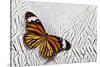 Viceroy Butterfly on Silver Pheasant Feather Pattern-Darrell Gulin-Stretched Canvas