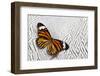 Viceroy Butterfly on Silver Pheasant Feather Pattern-Darrell Gulin-Framed Photographic Print