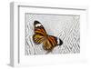 Viceroy Butterfly on Silver Pheasant Feather Pattern-Darrell Gulin-Framed Photographic Print