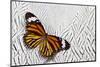 Viceroy Butterfly on Silver Pheasant Feather Pattern-Darrell Gulin-Mounted Photographic Print