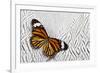 Viceroy Butterfly on Silver Pheasant Feather Pattern-Darrell Gulin-Framed Photographic Print