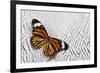 Viceroy Butterfly on Silver Pheasant Feather Pattern-Darrell Gulin-Framed Photographic Print