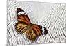 Viceroy Butterfly on Silver Pheasant Feather Pattern-Darrell Gulin-Mounted Photographic Print