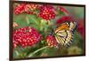 Viceroy Butterfly That Mimics the Monarch Butterfly-Darrell Gulin-Framed Premium Photographic Print