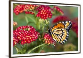 Viceroy Butterfly That Mimics the Monarch Butterfly-Darrell Gulin-Framed Premium Photographic Print