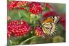 Viceroy Butterfly That Mimics the Monarch Butterfly-Darrell Gulin-Mounted Premium Photographic Print