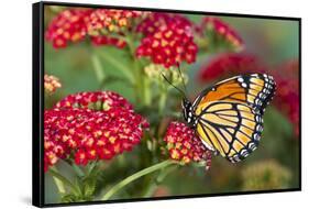 Viceroy Butterfly That Mimics the Monarch Butterfly-Darrell Gulin-Framed Stretched Canvas