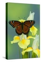 Viceroy Butterfly That Mimics the Monarch Butterfly-Darrell Gulin-Stretched Canvas