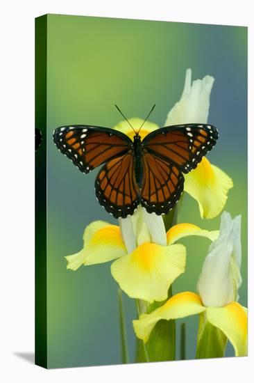 Viceroy Butterfly That Mimics the Monarch Butterfly-Darrell Gulin-Stretched Canvas