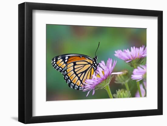 Viceroy Butterfly That Mimics the Monarch Butterfly-Darrell Gulin-Framed Photographic Print