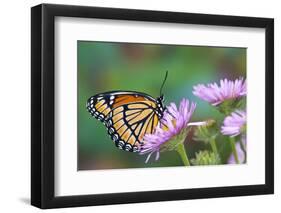 Viceroy Butterfly That Mimics the Monarch Butterfly-Darrell Gulin-Framed Photographic Print