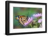 Viceroy Butterfly That Mimics the Monarch Butterfly-Darrell Gulin-Framed Photographic Print