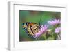 Viceroy Butterfly That Mimics the Monarch Butterfly-Darrell Gulin-Framed Photographic Print