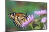 Viceroy Butterfly That Mimics the Monarch Butterfly-Darrell Gulin-Mounted Photographic Print