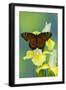 Viceroy Butterfly That Mimics the Monarch Butterfly-Darrell Gulin-Framed Photographic Print