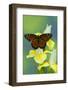 Viceroy Butterfly That Mimics the Monarch Butterfly-Darrell Gulin-Framed Photographic Print