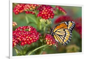 Viceroy Butterfly That Mimics the Monarch Butterfly-Darrell Gulin-Framed Photographic Print