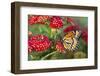 Viceroy Butterfly That Mimics the Monarch Butterfly-Darrell Gulin-Framed Photographic Print