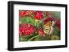 Viceroy Butterfly That Mimics the Monarch Butterfly-Darrell Gulin-Framed Photographic Print