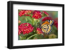 Viceroy Butterfly That Mimics the Monarch Butterfly-Darrell Gulin-Framed Photographic Print